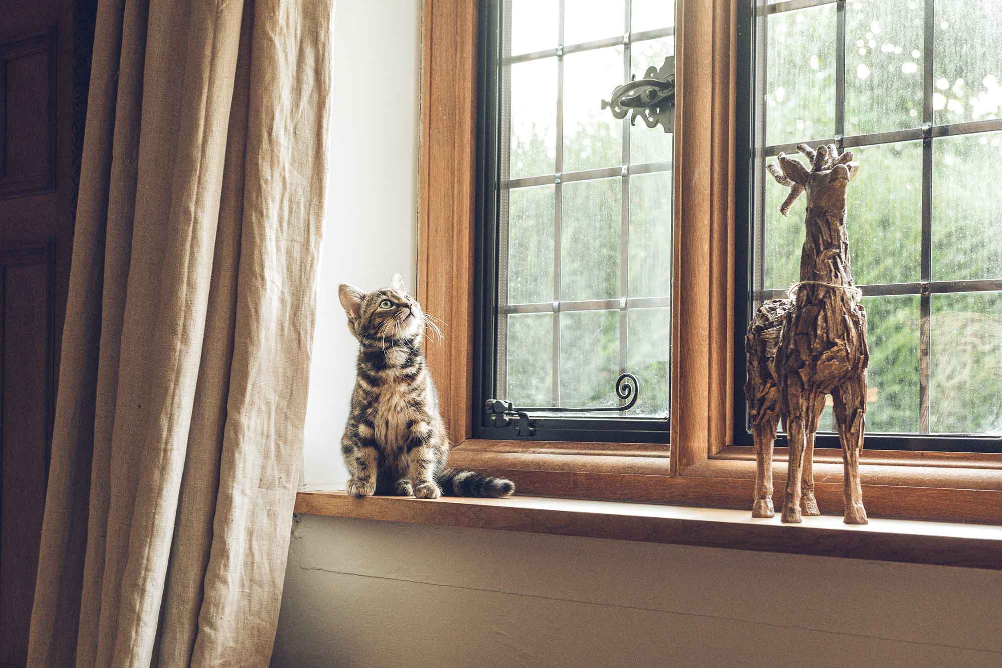 katt på fönsterbräde
